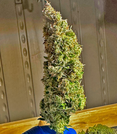 Семена сорта Godzilla Cookies Auto fem (Herbies Seeds)