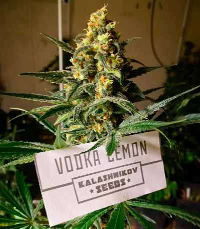 Семена сорта Vodka Lemon fem (Kalashnikov Seeds)
