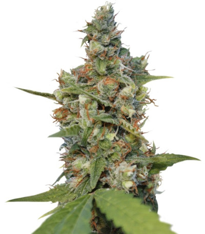 Семена сорта CBD Blue Shark fem