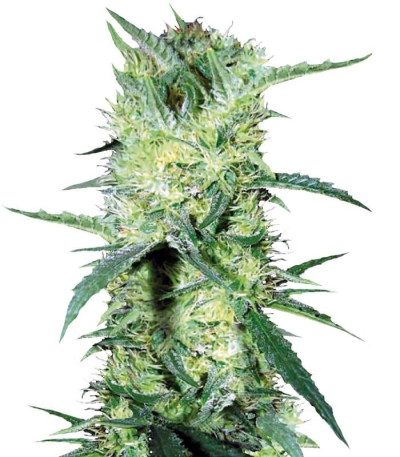 Семена сорта K 2 fem