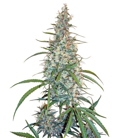 Семена сорта Silver Haze #9 fem (Sensi Seeds)