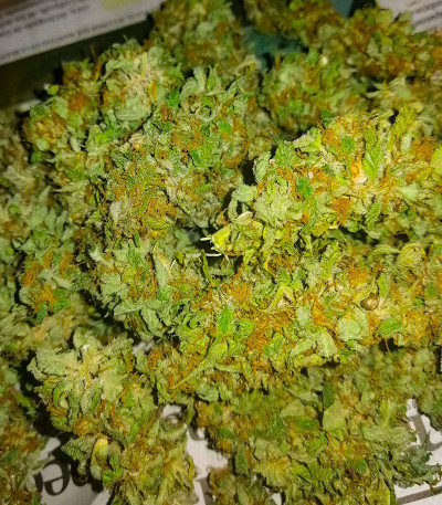 Семена конопли сорта AK-47