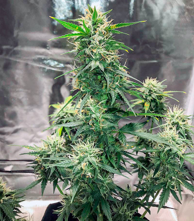 Семена сорта Auto Gelato #33 fem (Advanced Seeds)