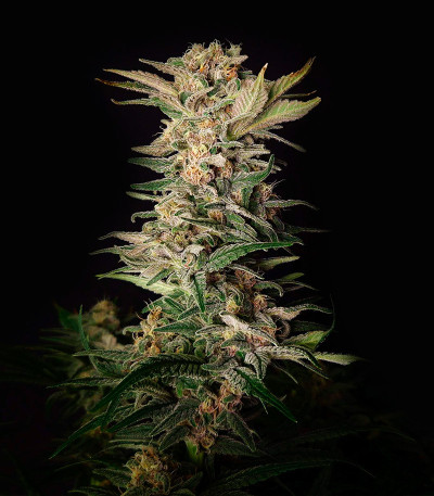 Семена сорта DDoS #33 fem (Herbies Seeds)