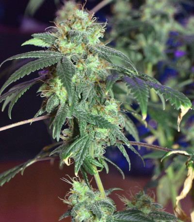 Семена сорта Euforia reg (Dutch Passion)