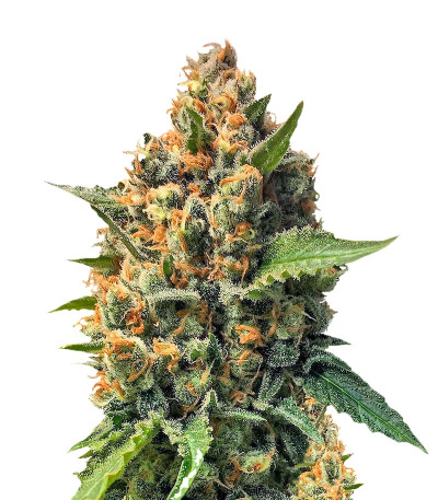 Семена сорта Misty Kush reg