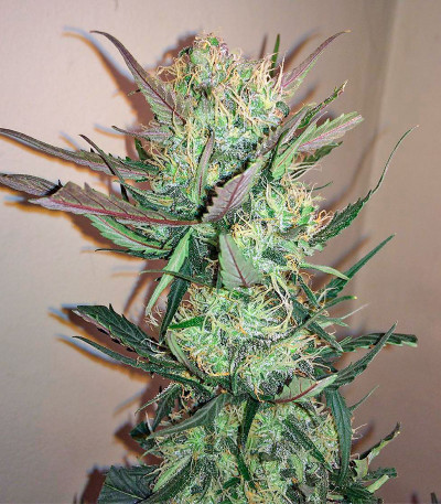 Семена сорта Northern Light X Big Bud fem (World of Seeds)