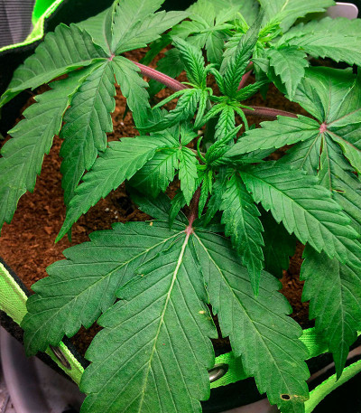 Семена сорта Sour Strawberry fem (Barney's Farm)