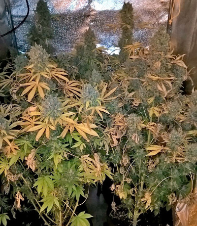 Семена сорта Warlock reg (Serious Seeds)