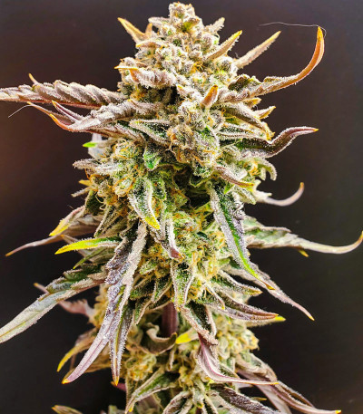 Семена сорта Apricot Auto fem (FastBuds)