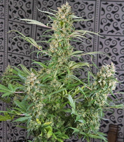 Семена сорта Crystal Candy Auto fem (Sweet Seeds)