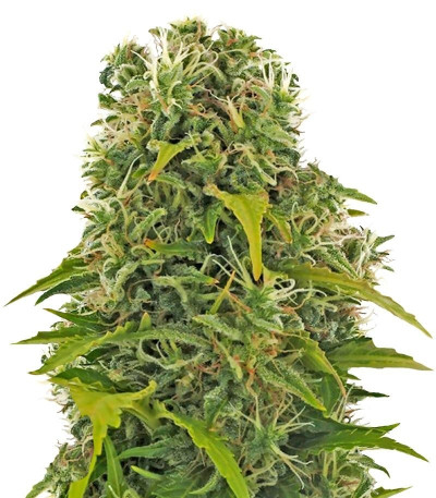 Семена сорта High Density Auto fem (Heavyweight Seeds)