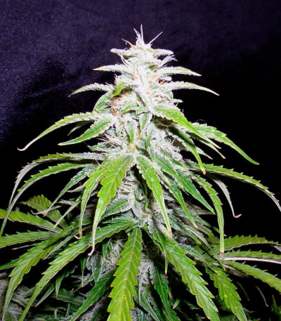 Семена сорта Speed Devil #2 Auto fem (Sweet Seeds)