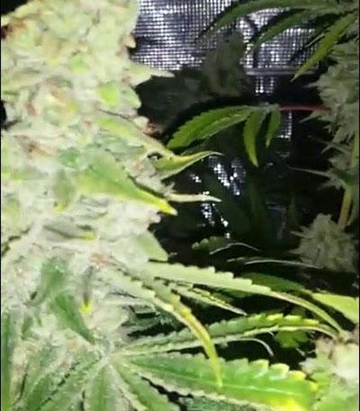 Семена сорта Golosa fem (Delicious Seeds)