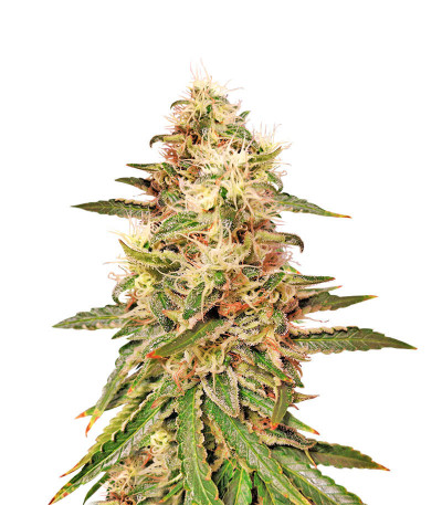 Микс семян конопли High THC Photo Mix fem (Семяныч)