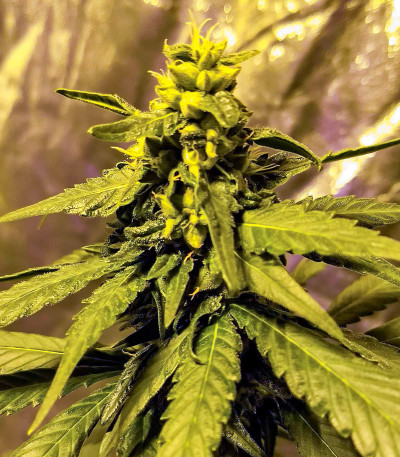 Семена сорта Critical Amnesia fem (AlphaFem Seeds)