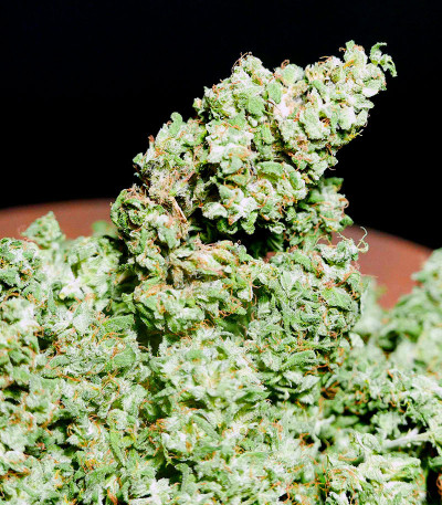 Семена сорта Pineapple Glue fem (Advanced Seeds)