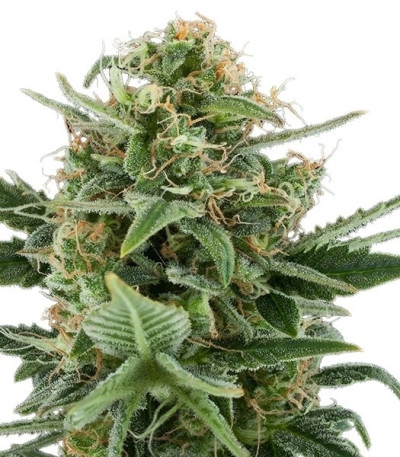 Семена сорта Royal Dwarf auto fem (Royal Queen Seeds)