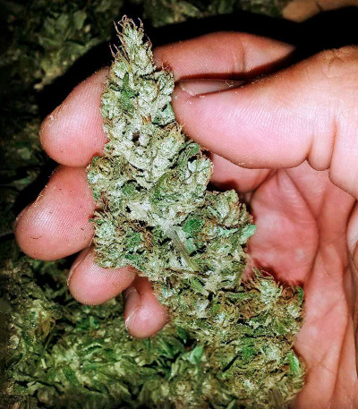 Семена сорта Wild Thailand fem (World of Seeds)