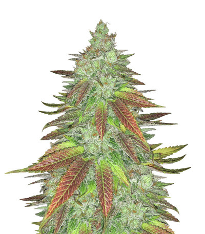 Семена сорта Zkittlez fem (Семяныч)