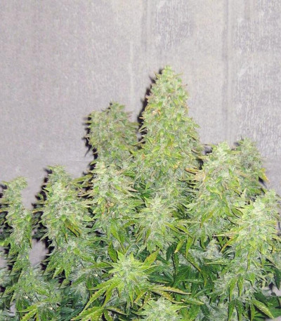 Семена сорта Haze Gom auto fem