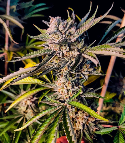 Семена сорта Lemon Orange fem (Green House Seeds)