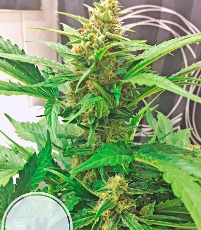 Семена каннабиса Amnesia XXL Autoflowering