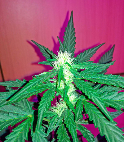 Семена сорта Critical + Autoflowering fem (Dinafem Seeds)