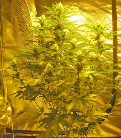 Семена сорта Devotchka Auto fem (Doctor’s Choice)