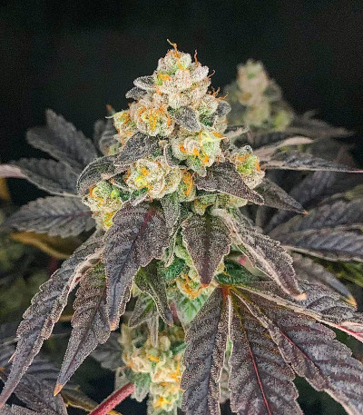 Семена сорта Nutter Budder fem (Humboldt Seed Company)