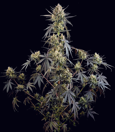 Семена сорта Pound Cake Auto fem (FastBuds)