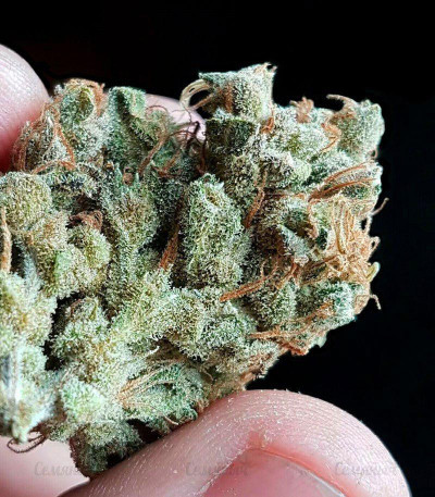 Семена сорта White Caramel Cookie fem (Sumo Seeds)