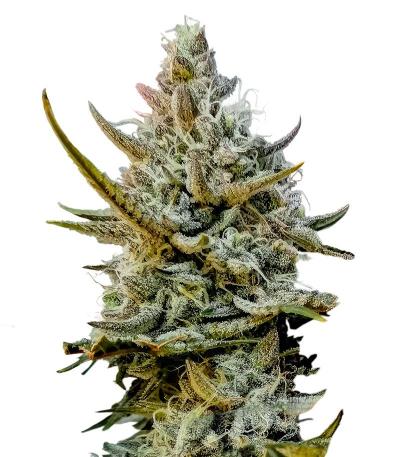 Семена сорта Speedy Skunk Auto fem (Семяныч)