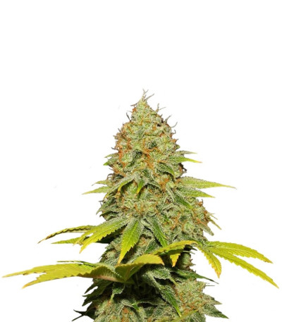 Семена сорта Jack Herer reg (Sensi Seeds)