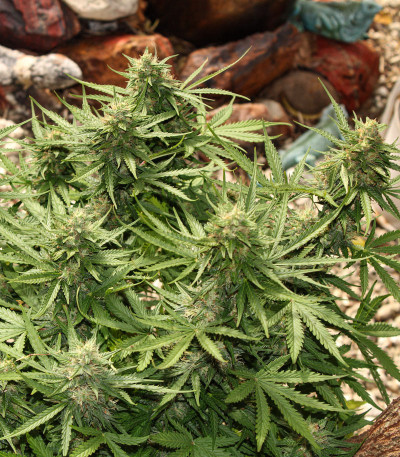 Семена сорта Auto Critical Orange Punch fem (Dutch Passion)