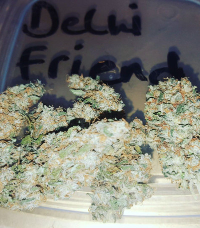 Семена сорта Delhi Friend fem (Dr. Krippling Seeds)