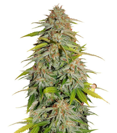 Семена сорта Papa's Candy fem