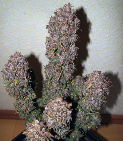 Семена сорта Mexican Airlines Auto fem