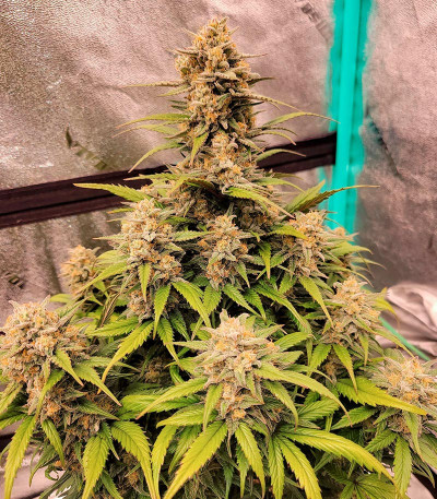 Семена сорта Papaya Cookies Auto fem (FastBuds)