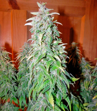 Семена сорта Satori reg (Mandala Seeds)