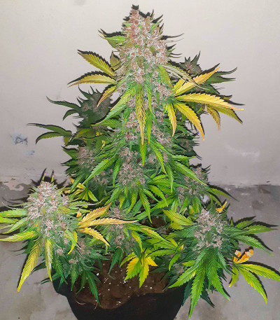 Семена сорта Banana Purple Punch Auto fem (FastBuds)