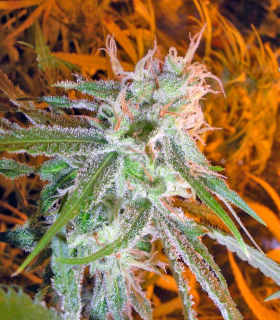 Семена сорта Lemon Skunk fem (Green House Seeds)
