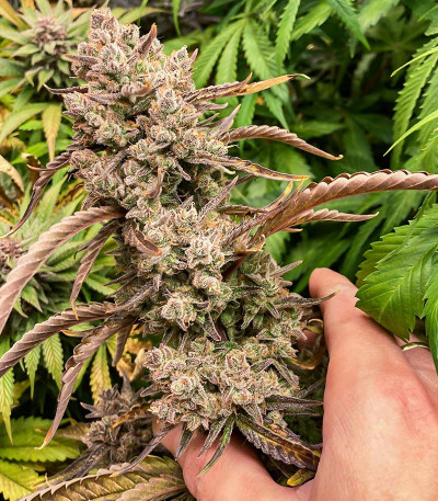 Семена сорта Tropicana Cookies FF fem (FastBuds)