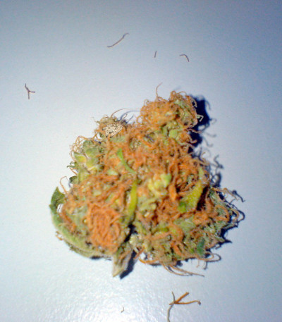 Семена сорта Star 47 fem (World of Seeds)