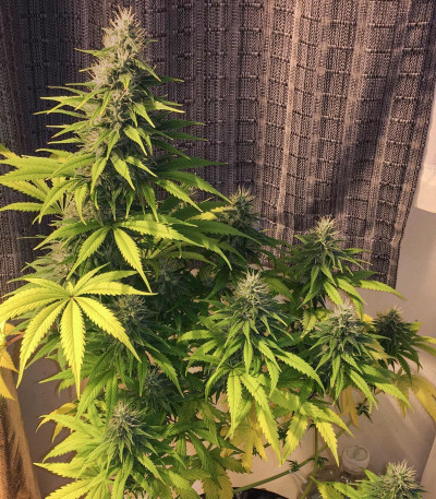 Семена сорта Anubis fem (Pyramid Seeds)