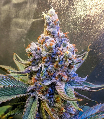 Семена сорта Astral Auto fem (Семяныч)