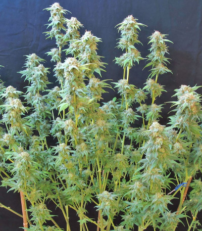 Семена сорта Bubble Gum fem (Семяныч)