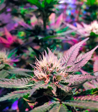 Семена сорта Mango Sapphire fem