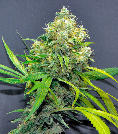 Семена сорта Super Lemon Haze x GMO fem от Green House Seeds