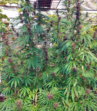 Семена сорта Purple #1 reg (Dutch Passion)